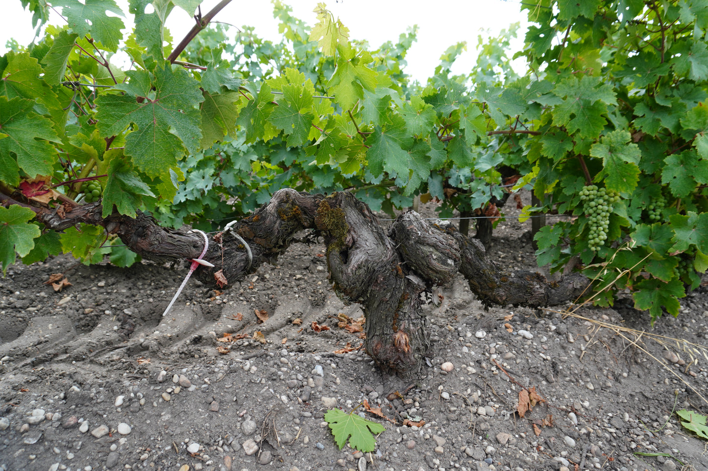 Domaine de Chevalier, Sauvignon Blanc, Pessac-Leognan, Bordeaux, France 2020
